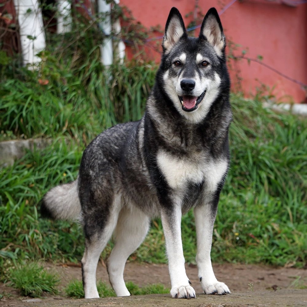 Dominant Black Domino